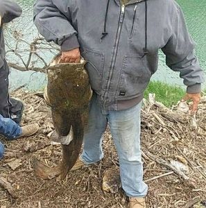 Meet your Posher, Buddy